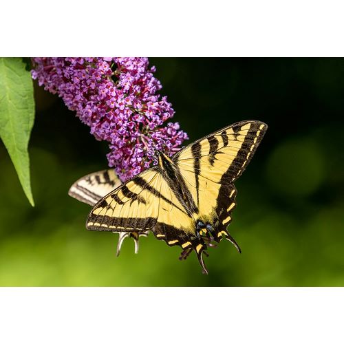 Horton, Janet 아티스트의 Issaquah-Washington State-USA Two Western Tiger Swallowtail butterflies작품입니다.
